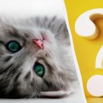 မြင့်မားသော IQ ရှိသူများသာလျှင် 10 စက္ကန့်အတွင်းခြံရှိကြောင်တစ်ကောင်ကိုသတိပြုမိလိမ့်မည်။ စိတ်ဝင်စားစရာကောင်းသောပုံသဏ္ဌာန် မြင့်မားသော IQ ရှိသူများသာလျှင် 10 စက္ကန့်အတွင်းခြံရှိကြောင်တစ်ကောင်ကိုသတိပြုမိလိမ့်မည်။ စိတ်ဝင်စားစရာကောင်းသောပုံသဏ္ဌာန်