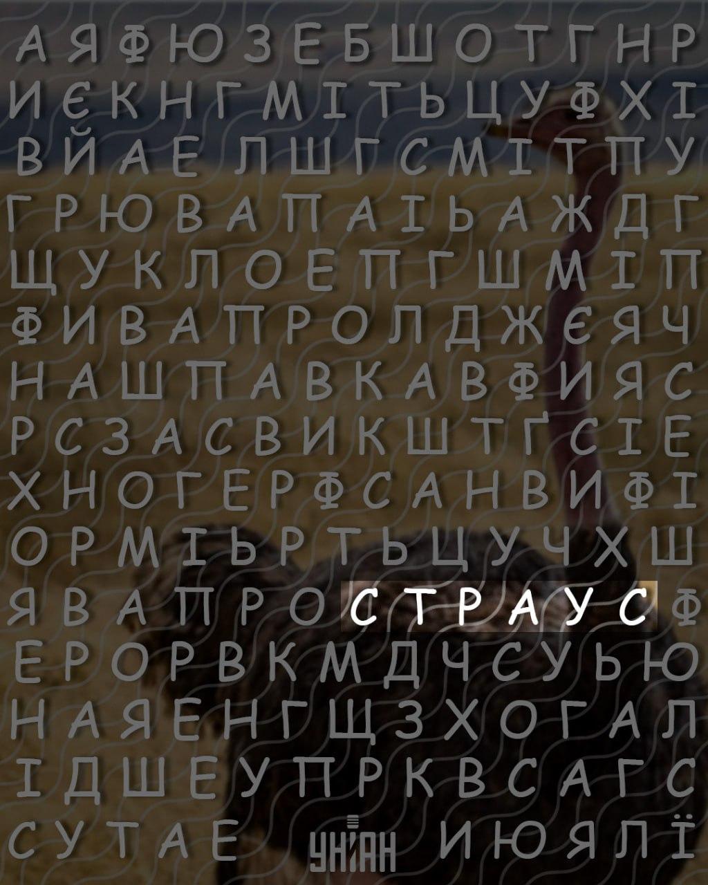 မြင့်မားသော IQ နှင့်အတူလူသာသာ 10 စက္ကန့်အတွင်း 'ငှက်ကုလားအုတ်စကားလုံး 