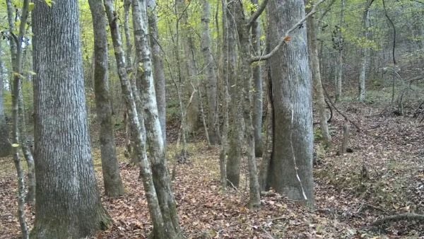 နက်နဲသောအရာဖြစ်ပေ