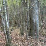 အလွန်အမင်းအာရုံကြောရှိသူများအတွက်ဆုံးပါး - 5 စက္ကန့်အတွင်းသမင်ကိုရှာရန်လိုအပ်သည် အလွန်အမင်းအာရုံကြောရှိသူများအတွက်ဆုံးပါး – 5 စက္ကန့်အတွင်းသမင်ကိုရှာရန်လိုအပ်သည်