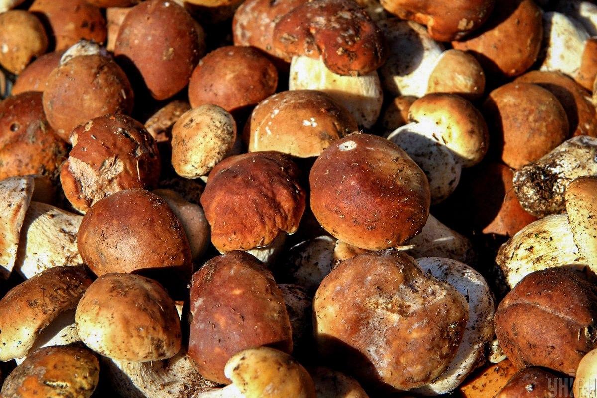 အချိန် / Unian Collage တွင်မှိုများကြားတွင်ကျောက်တုံးကိုရှာပါ