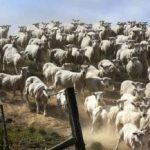 အလွန်ကောင်းသောအမြင်အာရုံရှိသူများအတွက်ပဟေ - သင် 3 စက္ကန့်အတွင်းခွေးတစ်ကောင်ကိုရှာရန်လိုအပ်သည် အလွန်ကောင်းသောအမြင်အာရုံရှိသူများအတွက်ပဟေ – သင် 3 စက္ကန့်အတွင်းခွေးတစ်ကောင်ကိုရှာရန်လိုအပ်သည်