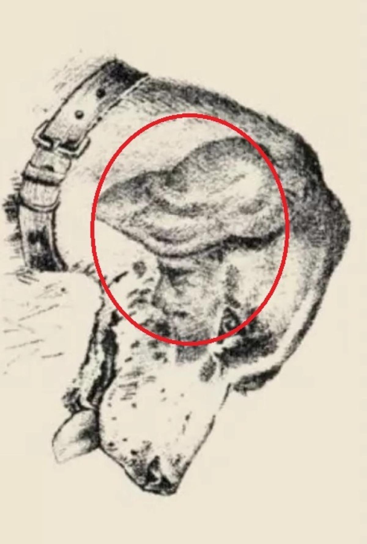 လူ့မျက်နှာသည်ခွေး၏နား / ပုံဆွဲ Safata.com တွင်ရှိသည်