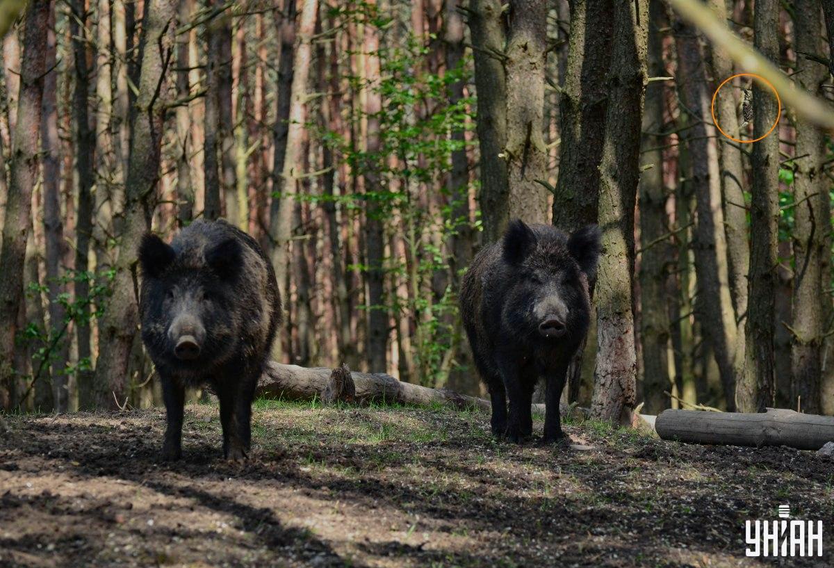 ဇီးကွက် 