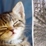 လူတိုင်းကဒေါင်းအလံကိုမြင်တွေ့ရပြီးမြင့်မားသော IQ ရှိသူများသာလျှင် 10 စက္ကန့်အတွင်းကြောင်တစ်ကောင်ကိုတွေ့လိမ့်မည်။ ထူးဆန်းသောထင်ယောင်ထင်မှား လူတိုင်းကဒေါင်းအလံကိုမြင်တွေ့ရပြီးမြင့်မားသော IQ ရှိသူများသာလျှင် 10 စက္ကန့်အတွင်းကြောင်တစ်ကောင်ကိုတွေ့လိမ့်မည်။ ထူးဆန်းသောထင်ယောင်ထင်မှား