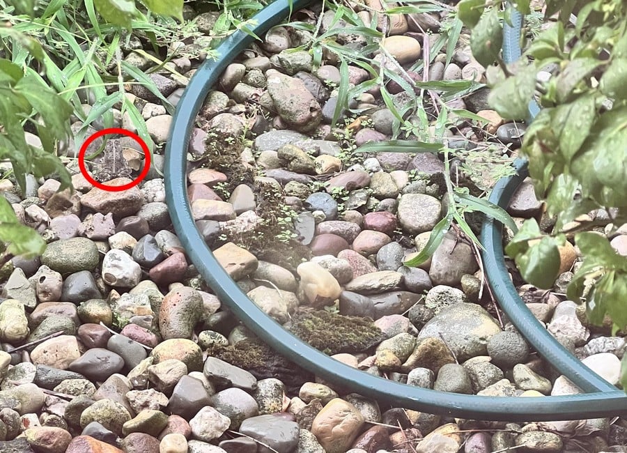 အဆိုပါ optical ထင်ယောင်ထင်မှားဖို့အဖြေ