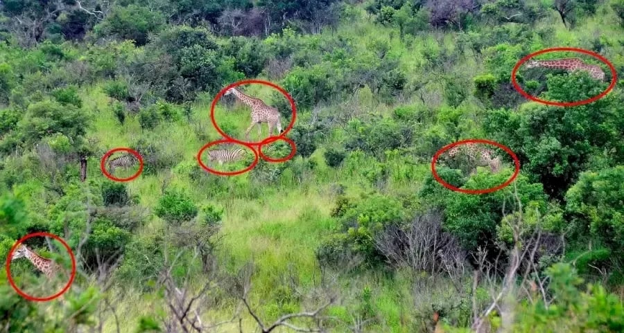 optical ထင်ယောင်ထင်မှား