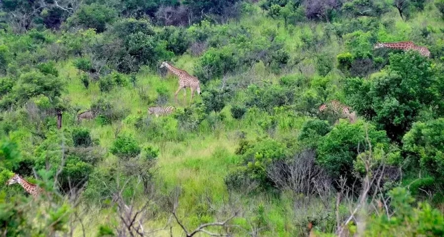 optical ထင်ယောင်ထင်မှား