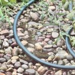 IQ Test: 5 စက္ကန့်အတွင်းမှာ Hidden Frog ကိုရှာဖွေရန်ကြိုးစားပါ